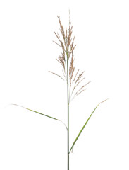 Cane, reed seeds isolated on white background, clipping path © dule964