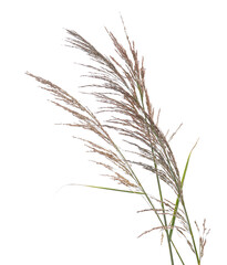 Cane, reed seeds isolated on white background, clipping path