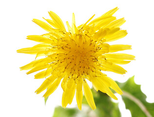 Close up yellow dandelion flower isolated on white, clipping path
