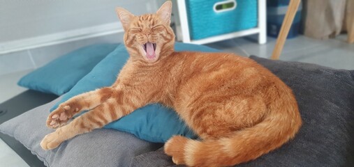 Zou, Le chat roux épuisé