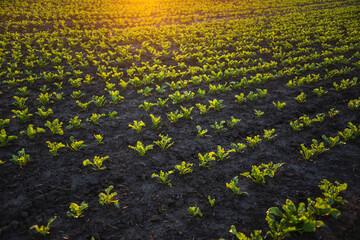 Rows of young sugar beetroot field. Leaves of young beet root plants in a sunset. Beetroots growing on agricultural field. The concept of agriculture, healthy eating, organic food.