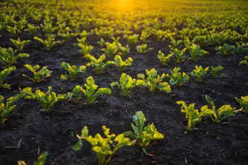 Rows of young sugar beet root plant on a agrarian field. Beetroots growing on agricultural field. The concept of agriculture, healthy eating, organic food.