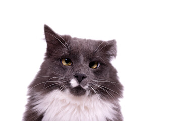 Portrait of a cute Cat with smoky color fur and white breast. Young gray cat watching the camera. Domestic cat photo.