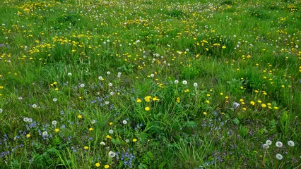 Papier Peint photo autocollant Herbe A field predominantly covered by blooming dandelions with patches of green grass.