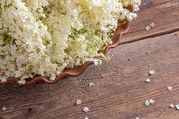 Fototapeta premium Elder flowers. White flower shrub. Harvesting buds for making syrup and drink. Cooking and food in a bowl on the table. Sambucus plant