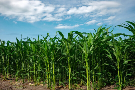 The image shows a corn field with tall green stalks and leaves under a blue sky with white clouds.