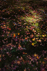 寺社庭園の苔と紅葉のコラボレーション