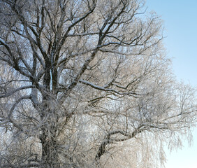 Big willow tree in winter, branches covered with frost. Low angle view against blue sky.