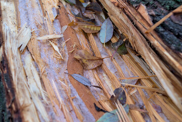 Ice and leaves on cracked willow wood
