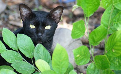 black cat on the grass