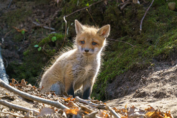 キタキツネの子供