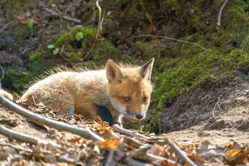 キタキツネの子供