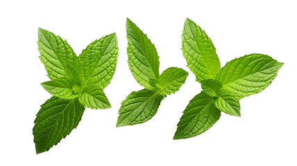 Fresh Mint Leaves and Sprigs Isolated on Transparent White Background, Fragrant Aromatic Herb, Ideal Ingredient Showcasing Flavorful and Spicy Culinary Herbs