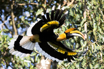 Beautiful adult male Great hornbill, also known as concave-casqued hornbill, great Indian hornbill or great pied hornbill, uprisen angle view, side shot, spread wings and flying.
