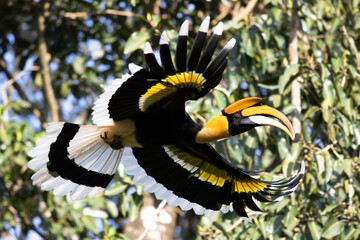 Beautiful adult male Great hornbill, also known as concave-casqued hornbill, great Indian hornbill or great pied hornbill, uprisen angle view, side shot, spread wings and flying. © fromsham55