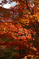 京都東福寺境内の紅葉