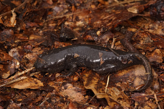 Closeup on a juvenile North-American mole salamander, Ambystoma talpoideum
