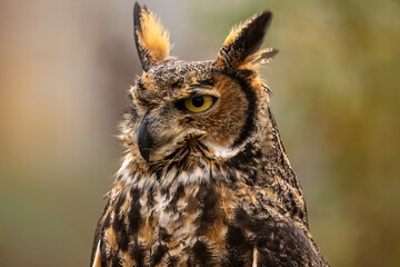 great horned owl