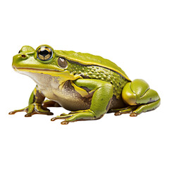 frog on white background - obrazy, fototapety, plakaty