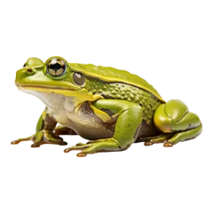 Foto op Plexiglas frog on white background © cinta