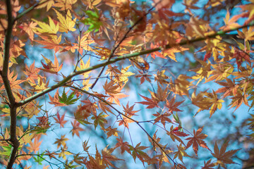 空と紅葉