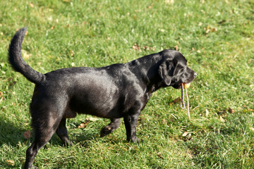 Labrador Retriever playing with the ball on the rope