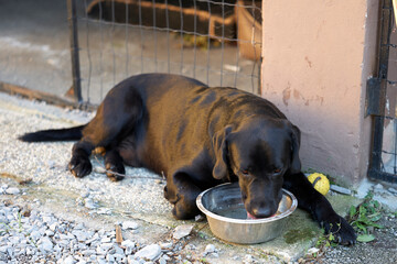 Labrador Retriever dog drinking water