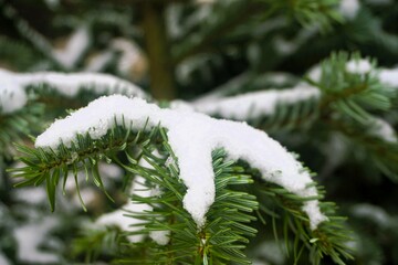 Tannenbaumzweig mit Schnee im Winter