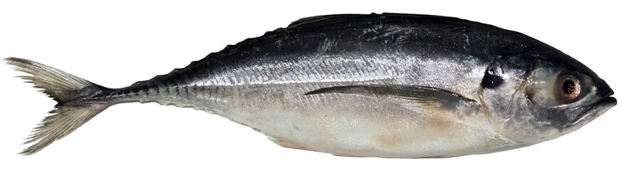 Fish on transparent background , Torpedo scad, Hardtail scad, Finny scad, Finletted mackerel scad,...
