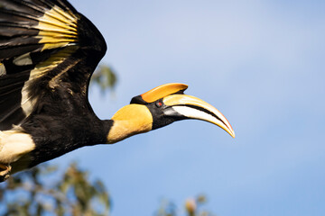 Beautiful adult male Great hornbill, also known as concave-casqued hornbill, great Indian hornbill or great pied hornbill, uprisen angle view, side shot, spread wings and flying. - obrazy, fototapety, plakaty