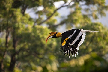 Beautiful adult male Great hornbill, also known as concave-casqued hornbill, great Indian hornbill or great pied hornbill, uprisen angle view, side shot, spread wings and flying. © fromsham55