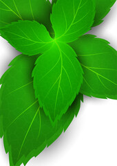 Realistic mint leaf on a white background. Freshness concept. Vector