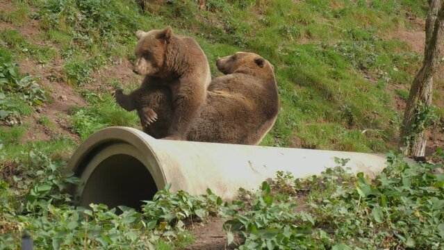 Two funny brown bears are playing with each other. They bite, push, stand up on their hind legs in slow motion. Animal sanctuary, Black Forest, Germany.