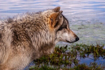 Wolf near water