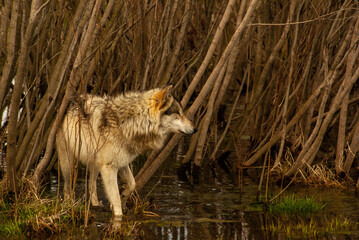 Wolf on the lookout