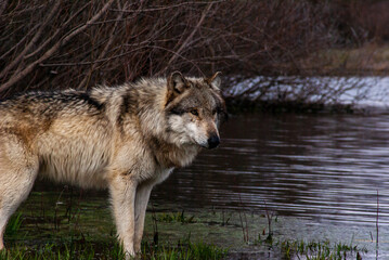 Wolf on the water
