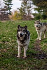 Wolves on the lookout