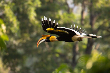 Beautiful adult male Great hornbill, also known as concave-casqued hornbill, great Indian hornbill or great pied hornbill, uprisen angle view, side shot, spread wings and flying.