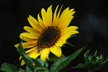 Beautyful sunflower in the garden - 687537680