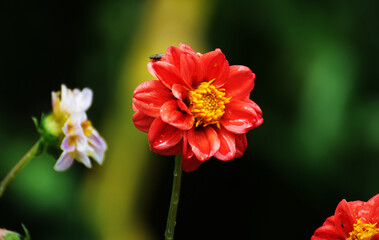 Beautiful dalia flower in the garden - 687537693
