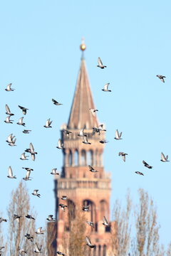 cremona