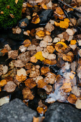yellow autumn leaves floating in the water
