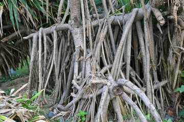 Closeup stilt or prop roots of mangrove tree on the mangrove forest. Mangrove aerial roots. Supporting stilt roots of mangrove trees. The root system of mangroves. Blue carbon sink concept.