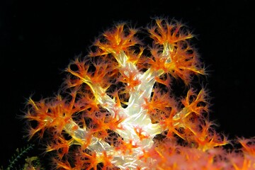Orange white coral, detail of the marine life. Underwater macro photography, scuba diving in the...