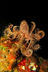 Vivid sea lily (Crinoid), detail of the marine life. Underwater macro photography, scuba diving in...