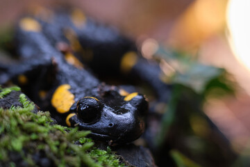 Una salamandra in una riserva naturale，fontana del guercio。