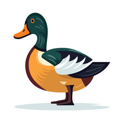 flat cartoon colorful ducks with green heads