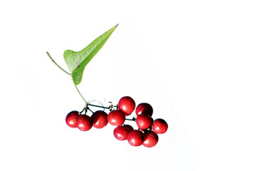 Red berries of Mediterranean smilax (Smilax aspera), a species of flowering vine in the greenbriar family. 