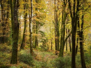 Autumn colour in the wood cornwall uk