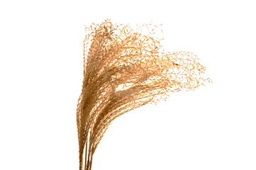 dry plant isolated on white background